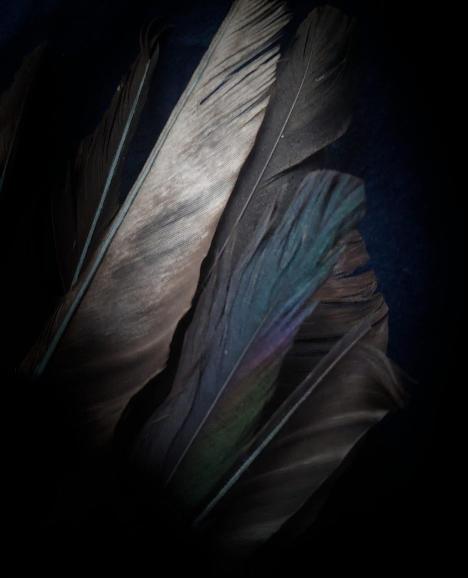 Crow 6
